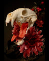 Skull of an animal with red flowers on a dark background