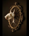 Framed skeleton on a dark background