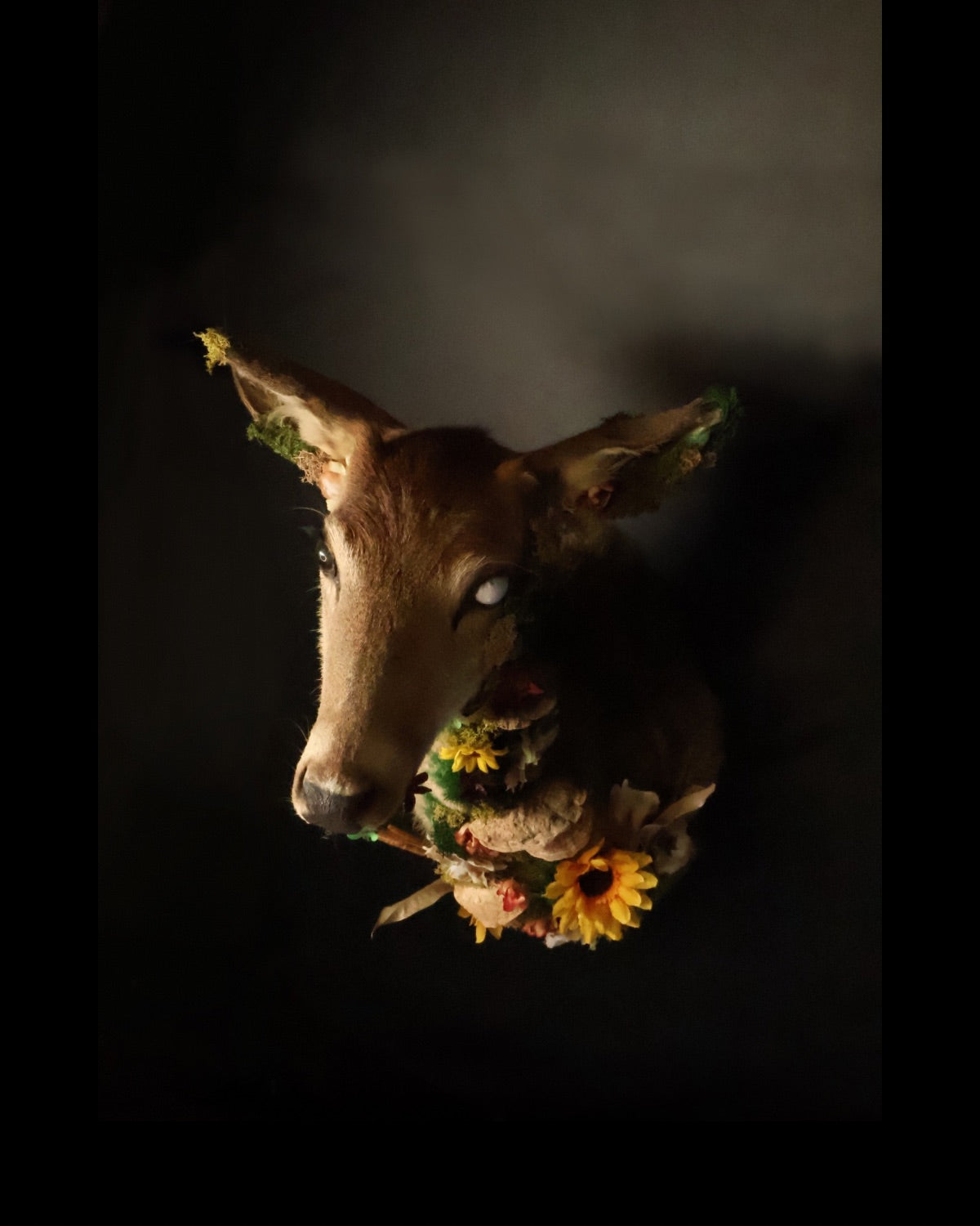 Dead deer flower deer