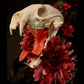 Skull of an animal with red flowers on a dark background