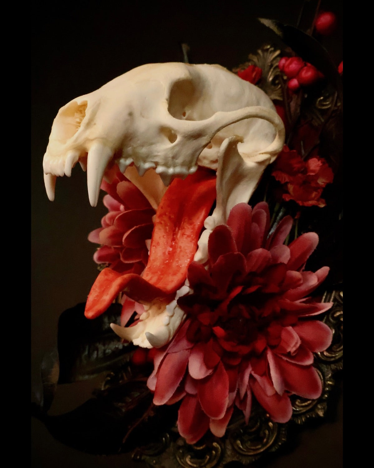 Skull of an animal with red flowers on a dark background