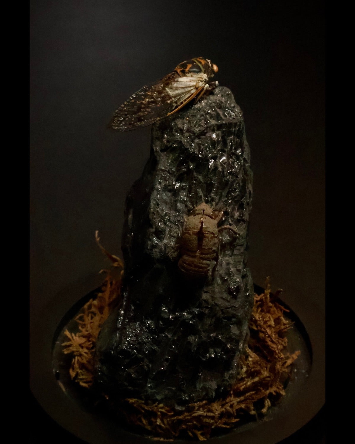 Insect on a textured rock with a dark background